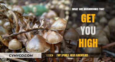 Exploring the World of Psychoactive Mushrooms: A Comprehensive Guide