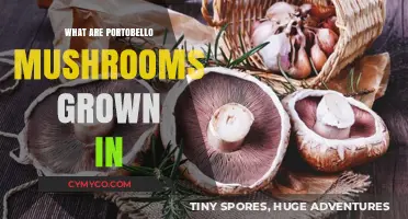 Exploring the Unique Growing Conditions of Portobello Mushrooms