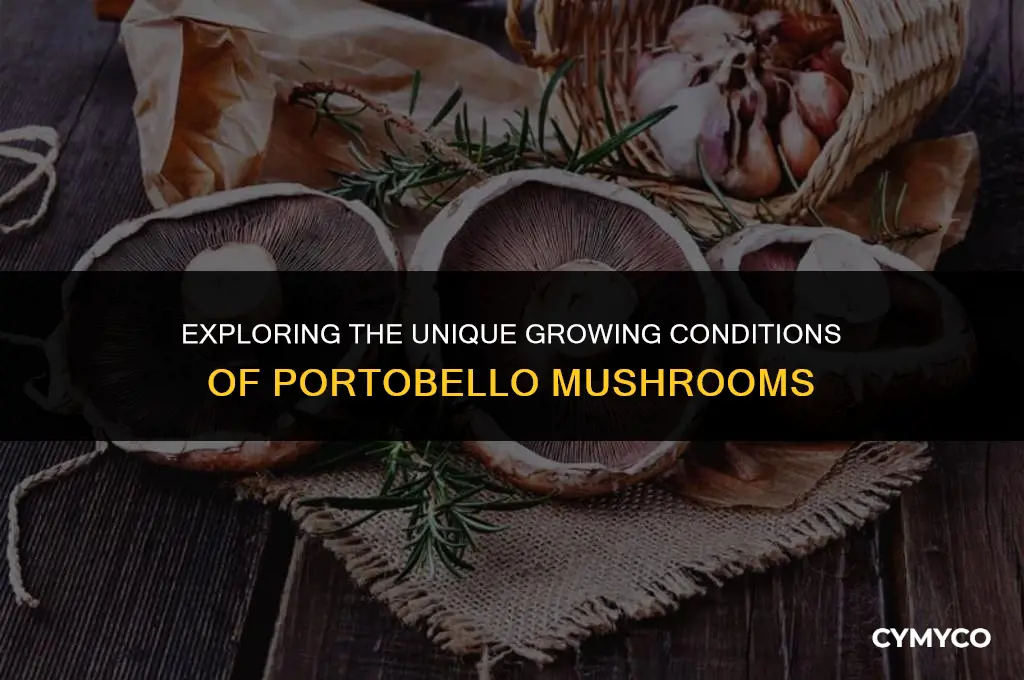 what are portobello mushrooms grown in