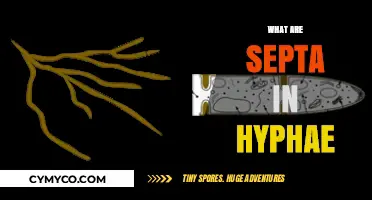Exploring the Intricate World of Septa in Hyphae