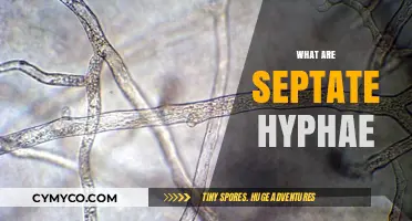 Exploring the Intricacies of Septate Hyphae: A Comprehensive Guide