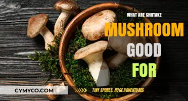 Exploring the Health Benefits of Shiitake Mushrooms: A Nutritional Powerhouse