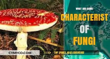 Exploring the Fascinating World of Fungi: Key Characteristics Revealed