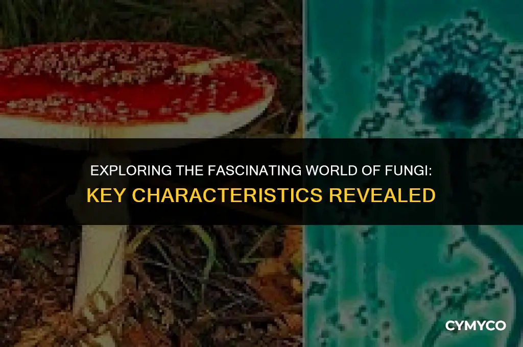 what are some characteristics of fungi