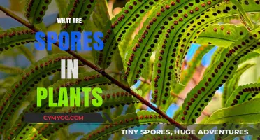 Unlocking the Mysteries of Plant Spores: A Comprehensive Guide