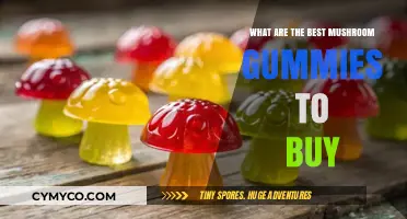 Exploring the Top Mushroom Gummies: A Comprehensive Guide