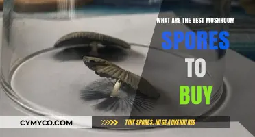 Exploring the Top Mushroom Spores for Your Cultivation Journey