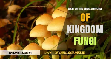 Exploring Kingdom Fungi: Key Traits and Unique Characteristics Revealed