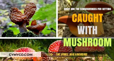 Legal Trouble and Health Risks: The Consequences of Getting Caught with Mushrooms
