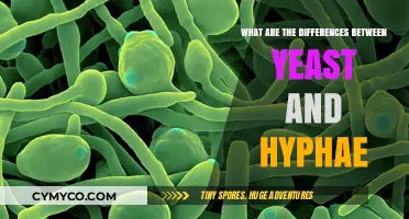 Unveiling the Mysteries: Yeast vs. Hyphae Explained