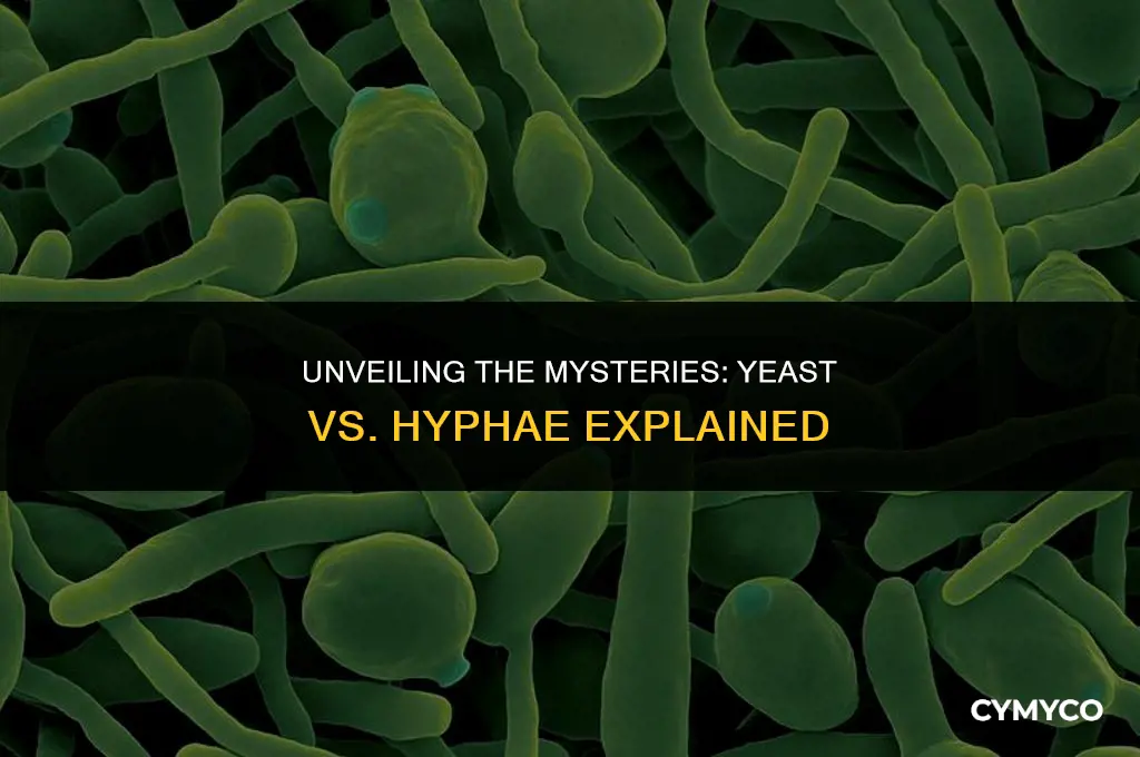 what are the differences between yeast and hyphae