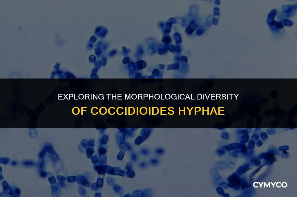 what are the different forms ofcoccidioides hyphae