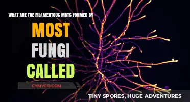 Unveiling the Intricate World of Fungal Filamentous Mats: A Comprehensive Guide