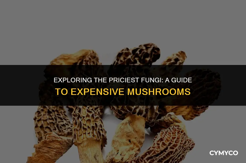 what are the most expensive mushrooms to buy