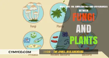 Exploring the Fascinating World of Fungi and Plants: A Comparative Journey