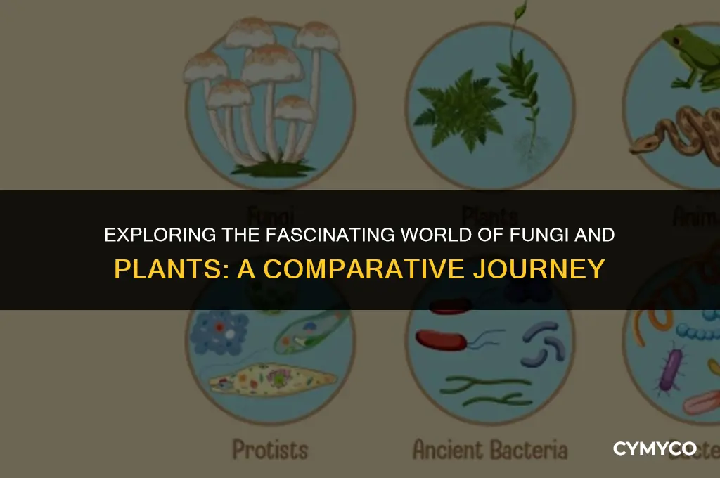 what are the similarities and differences between fungi and plants