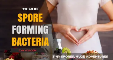 Unveiling the Mysteries of Spore-Forming Bacteria: A Comprehensive Guide