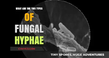 Exploring the Fascinating World of Fungal Hyphae: A Comprehensive Guide