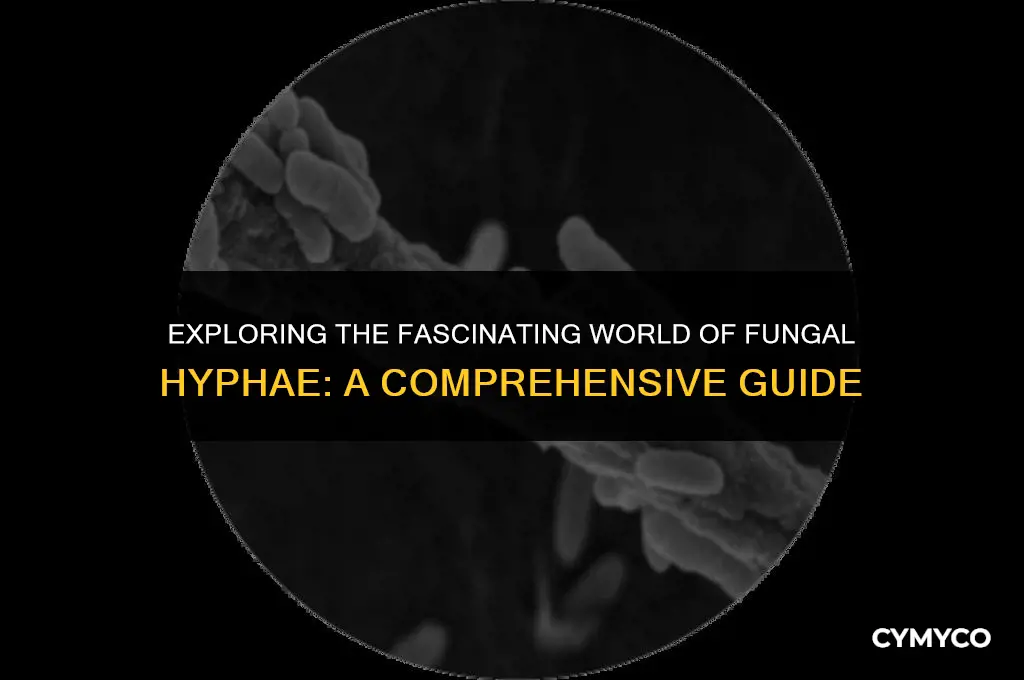 what are the two types of fungal hyphae
