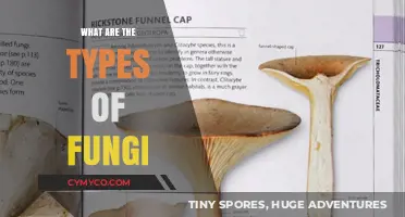 Exploring the Fascinating World of Fungi: A Comprehensive Guide