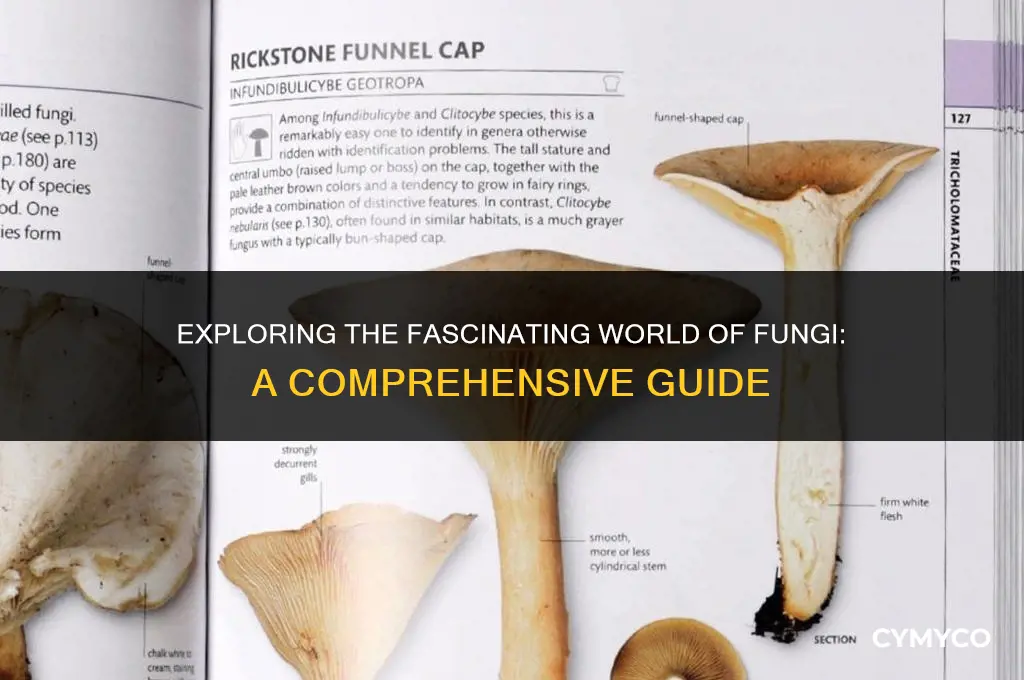 what are the types of fungi