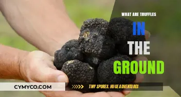 Unearthing Gourmet Gold: The Fascinating World of Truffles