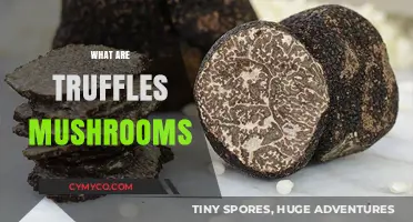 Unveiling the Mystery: What Are Truffles Mushrooms?