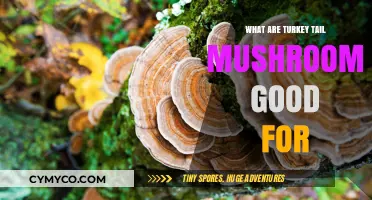 Exploring the Health Benefits of Turkey Tail Mushrooms