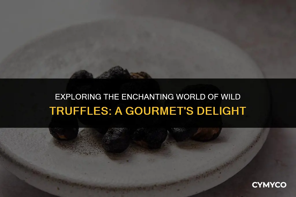 what are wild truffles
