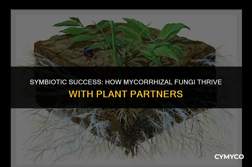 what benefit do mycorrhizal fungi receive from their plant partners