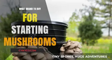 Exploring the Best Brands for Your Mushroom Growing Journey