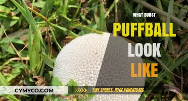 Exploring the Unique Appearance of Burst Puffballs in Nature