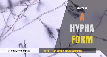 Exploring the Versatility: What Can a Hypha Form?