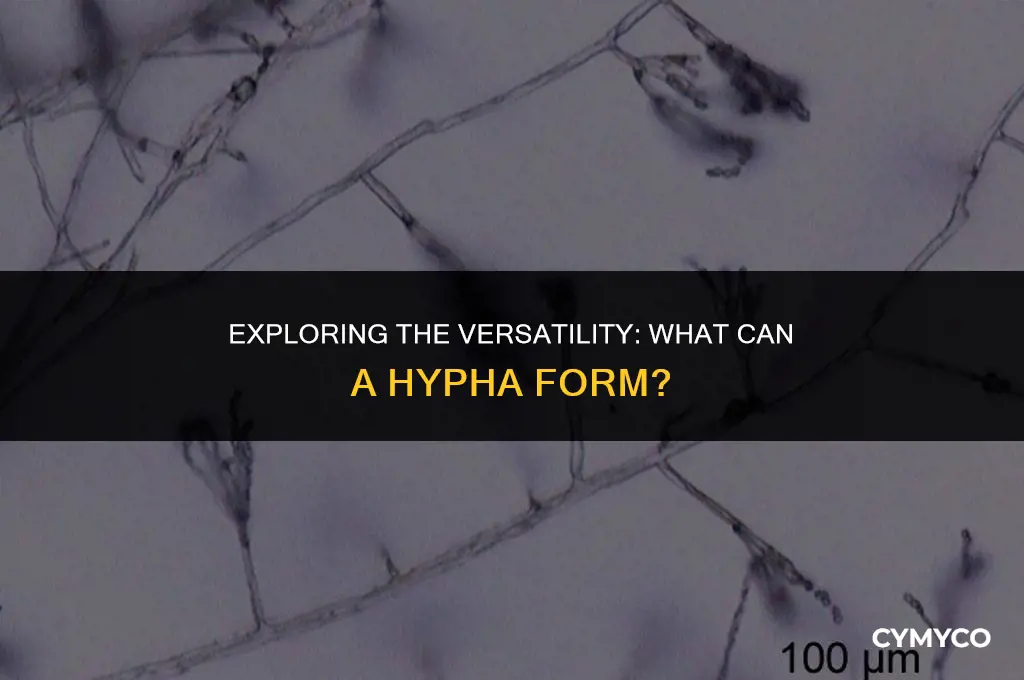 what can a hypha form