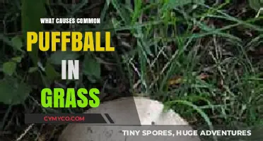 Unveiling the Mystery: What Triggers Common Puffball Growth in Lawns?