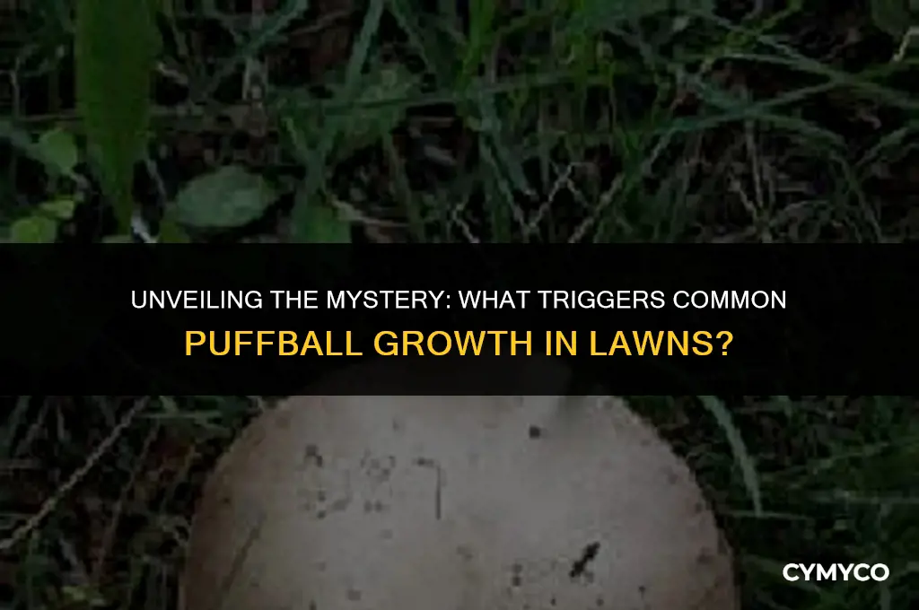 what causes common puffball in grass