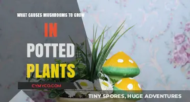 Why Mushrooms Appear in Your Potted Plants: Causes Explained