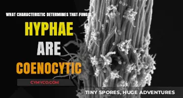 Unveiling the Key Trait: Are Fungal Hyphae Truly Coenocytic?