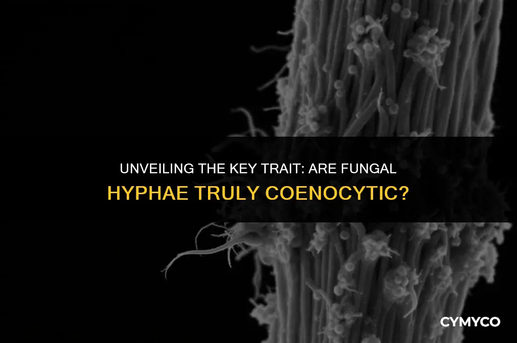 what characteristic determines that fungal hyphae are coenocytic