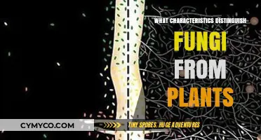 Exploring the Unique Traits That Set Fungi Apart from Plants