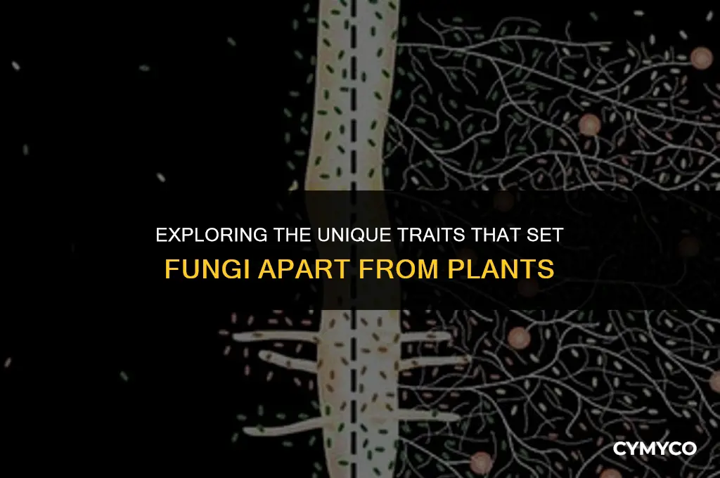 what characteristics distinguish fungi from plants