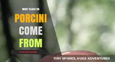 Exploring the Rich Lineage of Porcini Mushrooms: A Culinary Journey