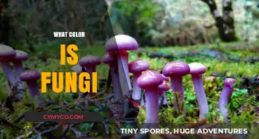 Exploring the Vibrant World of Fungi: A Colorful Journey