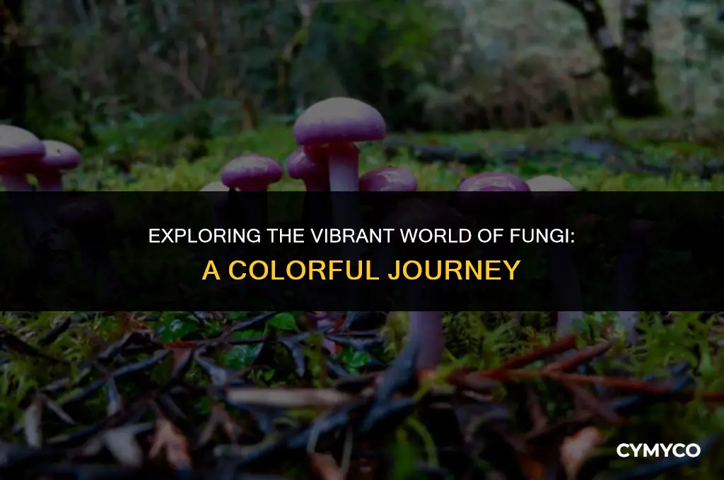 what color is fungi