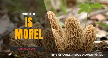 Exploring the Enchanting Palette of Morel Mushrooms