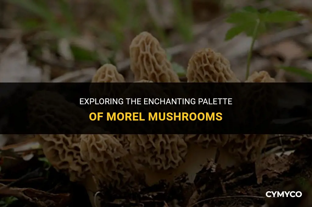 what color is morel