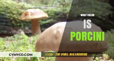 Exploring the Rich Hues of Porcini Mushrooms: A Colorful Journey