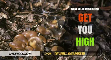 Exploring the Psychedelic Spectrum: A Guide to Colorful Mushrooms