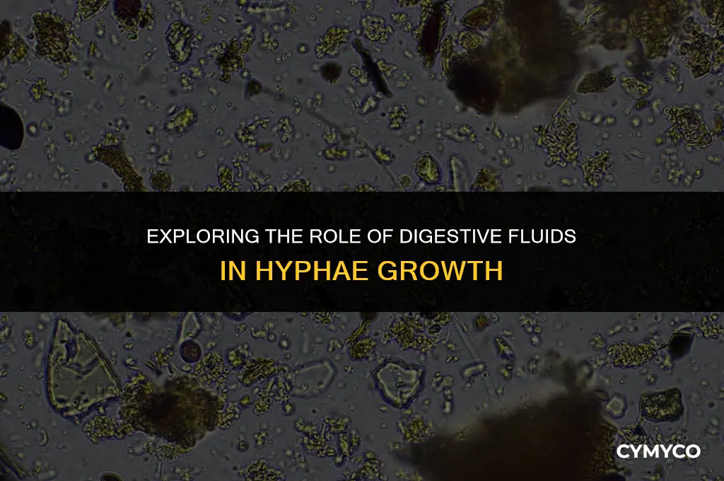 what digestive fluid in hyphae
