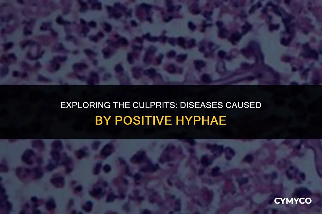 what disease cause positive hyphae